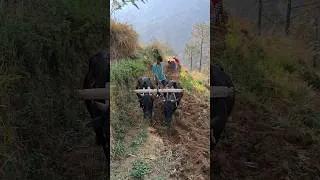 Thumbnail: daily life in Nepal mountain village life #villagelife #villagelife #youtubeshorts