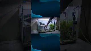 Thumbnail: Fish Tank Setup | Fish Aquarium Decoration #fish #aquariumdecoration #fishtankideas #harisideas