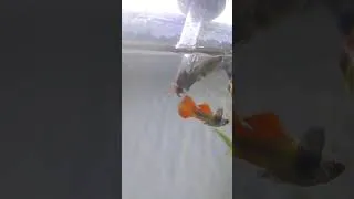 Thumbnail: Feeding Blood Worm 🪱 #guppyfish #fish #fishtank