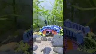 Thumbnail: New Bridge for My Guppy Fish! @HarisIdeas #fish