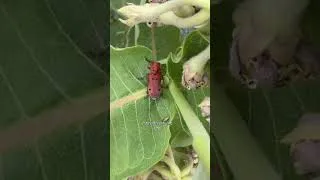 Thumbnail: My backyard milkweed patch