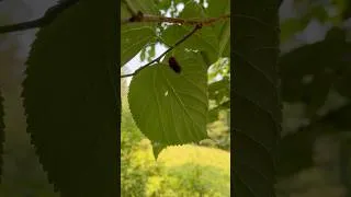 Thumbnail: Guess This Tree! #fruit #country #summertime #berries #homestead