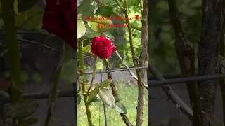 Thumbnail: The Prettiest Red Rose 🌹 I’ve Ever Seen! ❤️#rose #flowers #garden #gardening