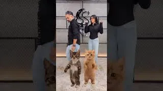 Thumbnail: Left Right Cat Dance 😂❤️ #dance #cat #harpreetsdc | Harpreet SDC
