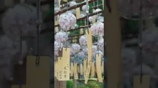 Thumbnail: Shojuin Temple Kyoto #japaneselife #everydayjapan #japaneselife #japaneseculture