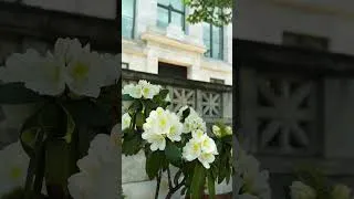 Thumbnail: Summer on the Harvard Medical School Campus