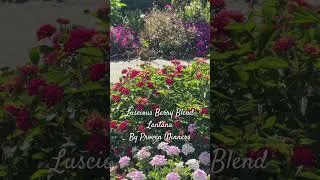 Thumbnail: Luscious Berry Blend Lantana by @ProvenWinnersYouTube  is a pollinator favorite!