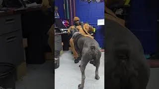Thumbnail: T-MAC & BLUE THE CANE CORSO