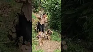Thumbnail: Vietnamese girl and her goats and dogs pick bamboo shoots for a living - ha thi muon
