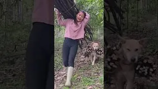 Thumbnail: Dog and goat help Vietnamese girl carry firewood home