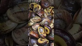 Thumbnail: Vietnamese girl goes into the forest to catch snails for a living