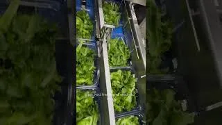 Thumbnail: Looking for greens that don’t quit halfway through the week? Calgary, say less ✨