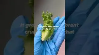 Thumbnail: Do You Ever Think About Where Your Food Comes From?