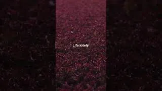 Thumbnail: Baby Red Leaf