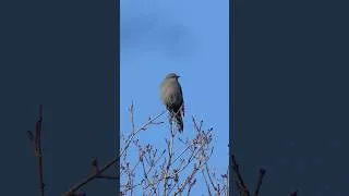 Thumbnail: Townsend’s Solitaire