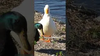 Thumbnail: Domestic Mallards are trippy sometimes!