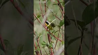 Thumbnail: Common Yellowthroat hopping in the brush