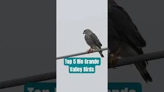 Thumbnail: Top 5 Lower Rio Grande Valley Birds!