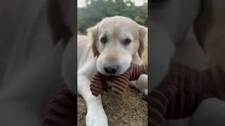 Thumbnail: Smurfy ❤️ #goldenretriever #dogs #dog #puppy #youtubeshorts #pets #dogshorts