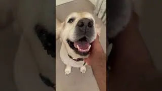 Thumbnail: Smurfy says Hi 👋 #goldenretriever #dog #dogshorts #dogs #animals #cute #beautiful #ytshorts #shorts