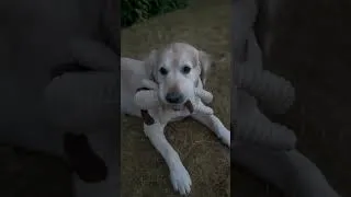 Thumbnail: Smurfy #goldenretriever #labrador #dog #dogshorts #dogs #ytshorts #shorts
