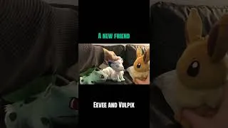 Thumbnail: A new friend #pokemon #plushie #funny #friend