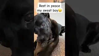 Thumbnail: RIP my sweet boy 💔 #asmr #dogasmr