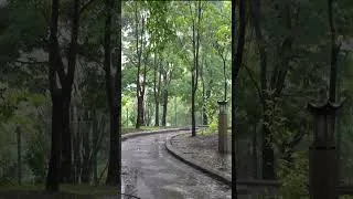 Thumbnail: 공원 산책길의 강한 폭우의 빗소리 – 깊은 수면과 스트레스 해소, 명상과 치유에 좋은 자연의 사운드 ASMR