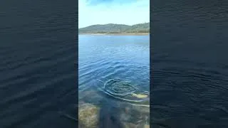 Thumbnail: Catching golden trout in California. #shorts