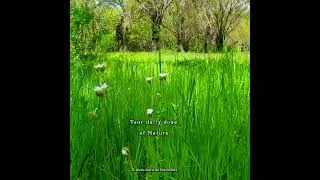 Thumbnail: 🌳 Your Daily Dose of Nature Meditation: Healing Frequency (432 Hz) | Relaxing Forest Ambience