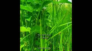 Thumbnail: 🌳Your Daily Dose of Nature Meditation🌳The most powerful healing frequency is that of nature's sounds