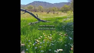 Thumbnail: 🌿🌼 This & No stress 🌼 When Your Heart Needs Stillness