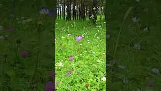 Thumbnail: Listen to this music and you will feel better🌿 Stop Overthinking, Calm Music, Healing Music
