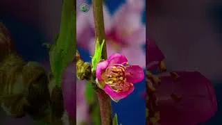 Thumbnail: Peaceful Music to Overcome Anxiety and Relax Effortlessly 🍀 Relax Your Mind