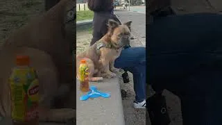 Thumbnail: Do you think this dog is ugly #dog