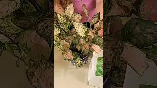 Thumbnail: Why I Love Chinese Evergreen