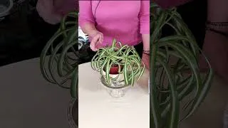 Thumbnail: When to Water Your Spider Plant