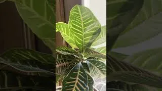 Thumbnail: When Houseplants Tell You They Need Water