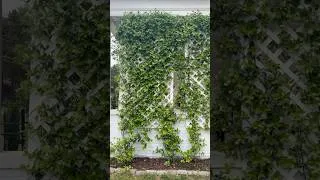 Thumbnail: You want this privacy hack! #diy #garden