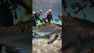 Thumbnail: Cleaning up after great white sharks