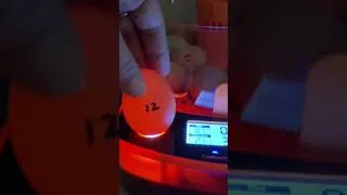 Thumbnail: Checking our chicken eggs to see if they are fertile or not!