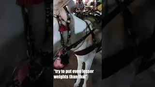 Thumbnail: Animal abuse in Pakistan