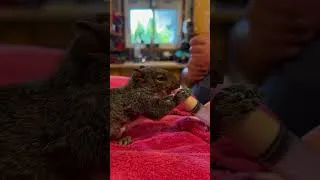 Thumbnail: Feeding a baby squirrel  #SquirrelRescue #BabySquirrel