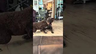 Thumbnail: Honey farm dog video #FunnyDogVideo #FunnyMaster #FrisianWaterDie