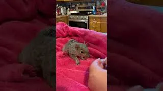 Thumbnail: Feeding the baby squirrel #SquirrelRescue #FeedingBabySquirrel