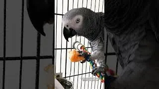 Thumbnail: Baby Zeus Says “Hi Everybody!” Then Asks for Cantaloupe 🍈
