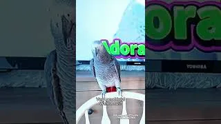 Thumbnail: Baby Zeus Sees Ozzie on TV and Says “Aww… Adorable!” 🦜❤️