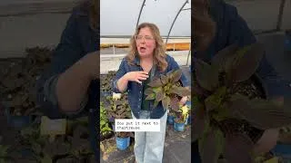 Thumbnail: 2026 RHS Plant of the Year: The RARE Hosta Red Ninja!