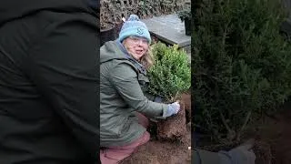 Thumbnail: My "Lazy Girl" Planting Secret 🌿