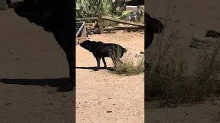 Thumbnail: Rub a Dub Dog